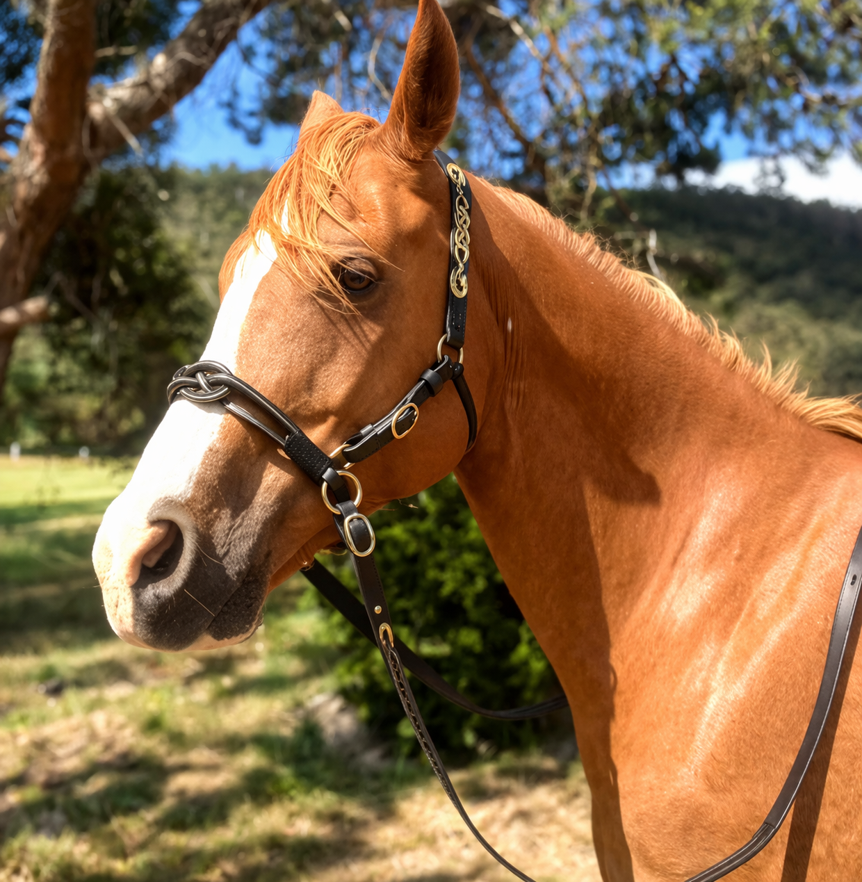 The Lambourn Headcollar