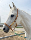 The Dartmoor Padded Halter